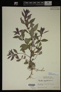 Image Associated With the Occurrence