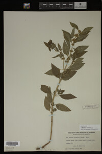 Image Associated With the Occurrence