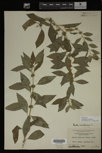 Image Associated With the Occurrence