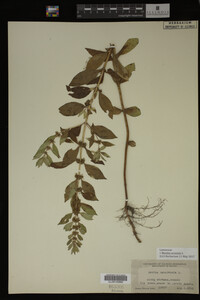 Image Associated With the Occurrence
