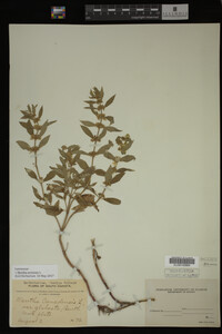 Image Associated With the Occurrence