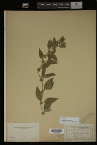 Image Associated With the Occurrence
