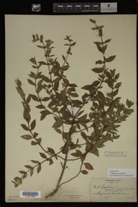 Image Associated With the Occurrence