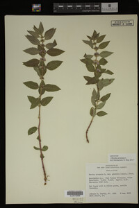 Image Associated With the Occurrence