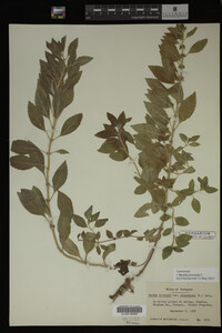 Image Associated With the Occurrence