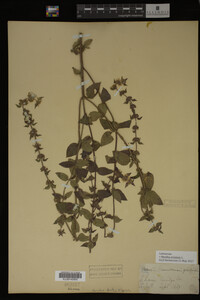 Image Associated With the Occurrence