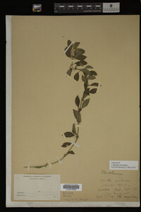 Image Associated With the Occurrence