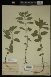 Image Associated With the Occurrence