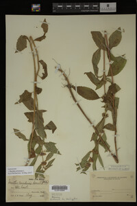 Image Associated With the Occurrence