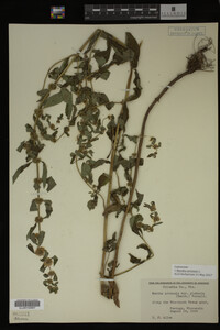 Image Associated With the Occurrence