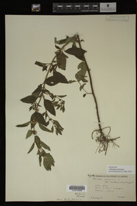 Image Associated With the Occurrence
