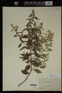 Image Associated With the Occurrence