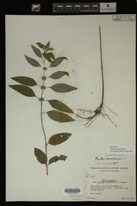 Image Associated With the Occurrence