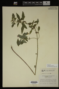 Image Associated With the Occurrence
