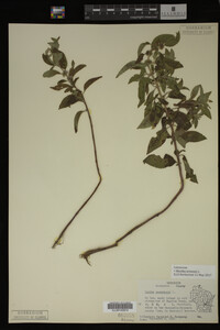 Image Associated With the Occurrence