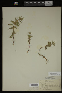 Image Associated With the Occurrence