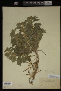 Image Associated With the Occurrence