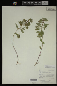 Image Associated With the Occurrence
