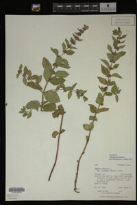 Image Associated With the Occurrence