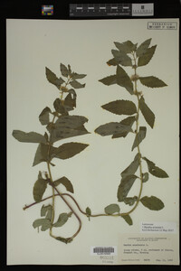 Image Associated With the Occurrence
