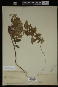 Image Associated With the Occurrence