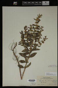 Image Associated With the Occurrence