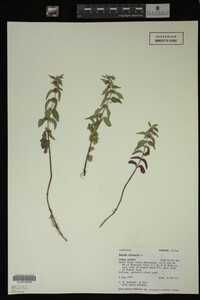 Image Associated With the Occurrence