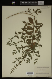Mentha cardiaca image