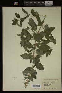 Mentha cardiaca image