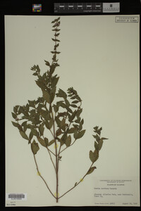 Mentha cardiaca image
