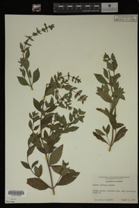Mentha cardiaca image