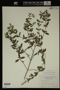 Mentha cardiaca image