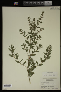 Mentha cardiaca image