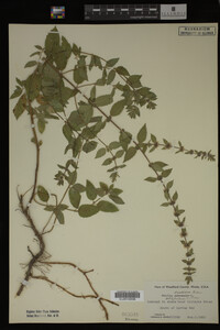 Mentha cardiaca image