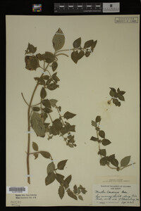 Mentha cardiaca image