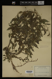Mentha cardiaca image