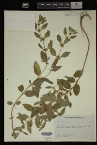 Mentha cardiaca image