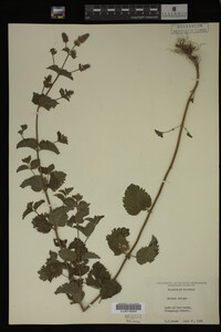 Image Associated With the Occurrence