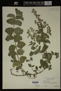 Image Associated With the Occurrence