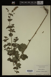 Image Associated With the Occurrence