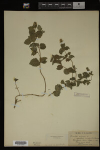 Image Associated With the Occurrence