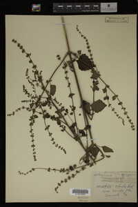 Image Associated With the Occurrence