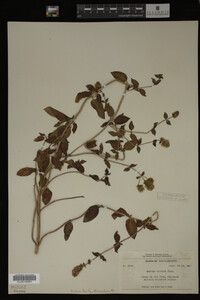 Image Associated With the Occurrence