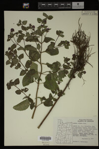 Image Associated With the Occurrence
