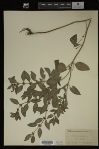 Image Associated With the Occurrence