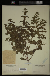 Image Associated With the Occurrence