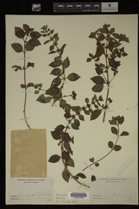 Image Associated With the Occurrence