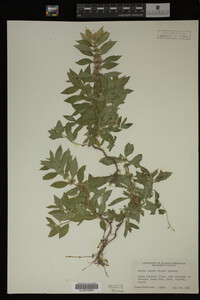 Image Associated With the Occurrence