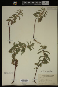 Image Associated With the Occurrence