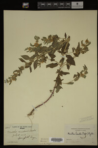 Image Associated With the Occurrence